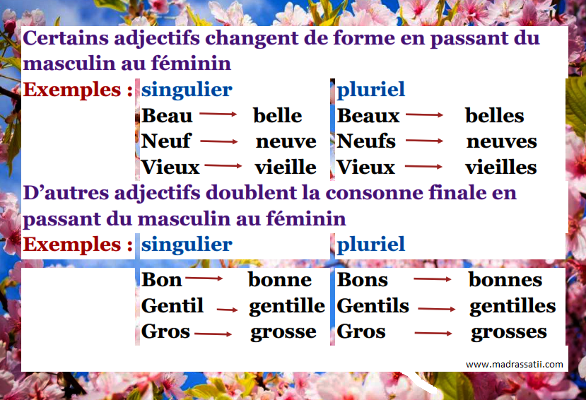 Le feminin des adjectifs правило. Feminin Singulier французский. Прилагательные французские gentil. Le feminin des adjectifs с исключениями.