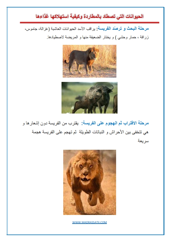 الحيوانات التي تصطاد بالمطاردة الأسد و الفهد نموذجا شريط صور مدرستي كوم_001