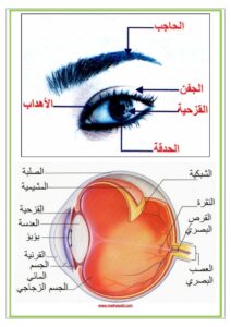 تركيبة العين مكونات العين و وظائف كل عضو موقع مدرستي كوم_003