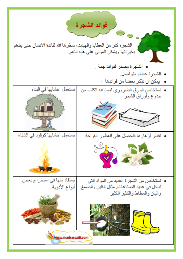 فوائد الشجرة أهمية الأشجار موقع مدرستي