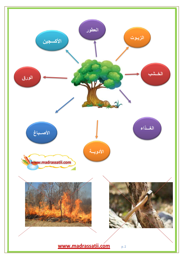 ( ما فائدة اسبوع الشجرة )