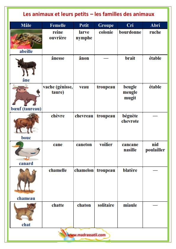 Les Animaux Domestiques Et Leurs Petits موقع مدرستي