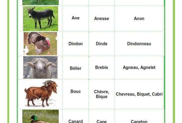 les familles des animaux mâle, femelle et petit – موقع مدرستي