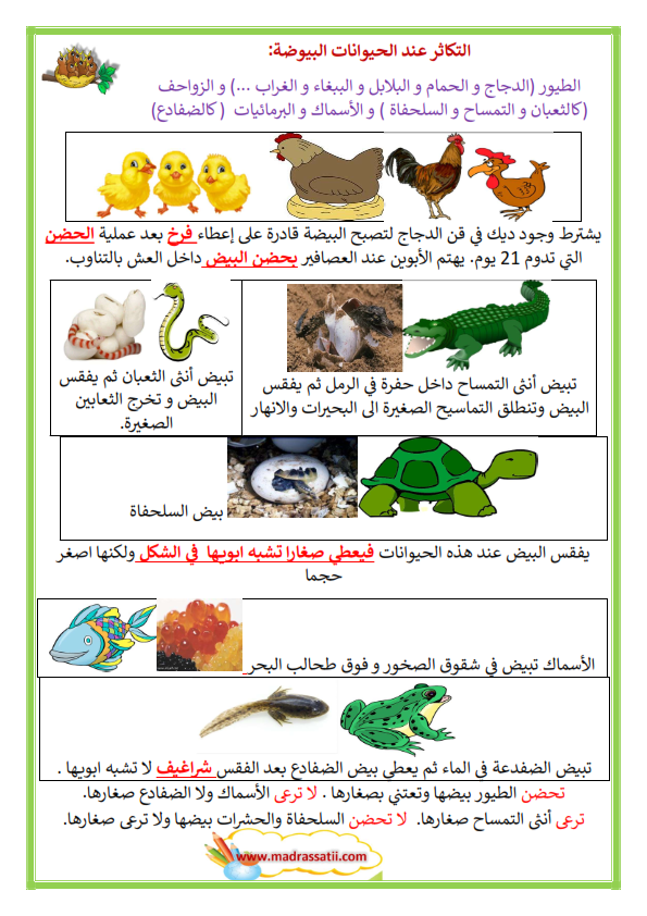 خلاصة محور التكاثر عند الحيوانات البيوضة موقع مدرستي