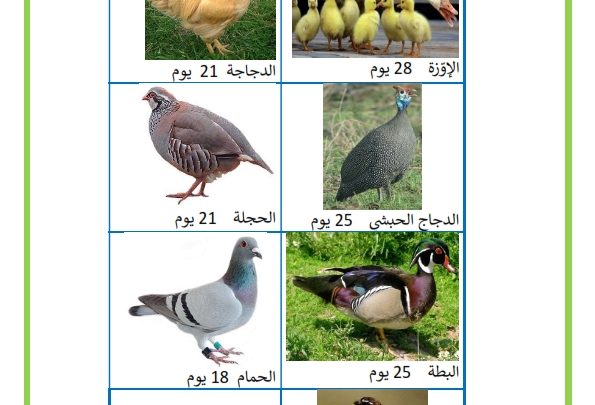 التكاثر عند الحيوانات البيوضة موقع مدرستي