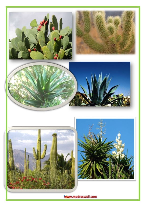 تظهر التي نباتات شائعه الصحراء الصوره ما في ما السورة