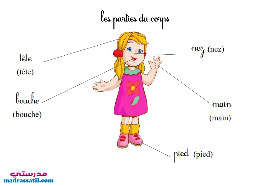 Les Differentes Parties Du Corps Humain
