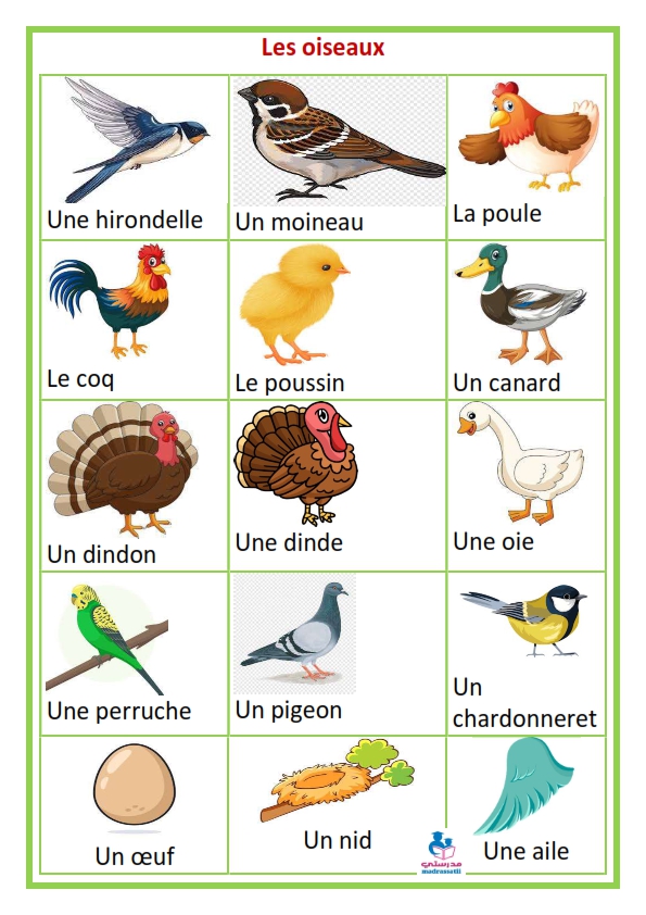 les-oiseaux-madrassatii.com