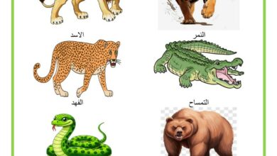 الحيوانات المفترسة