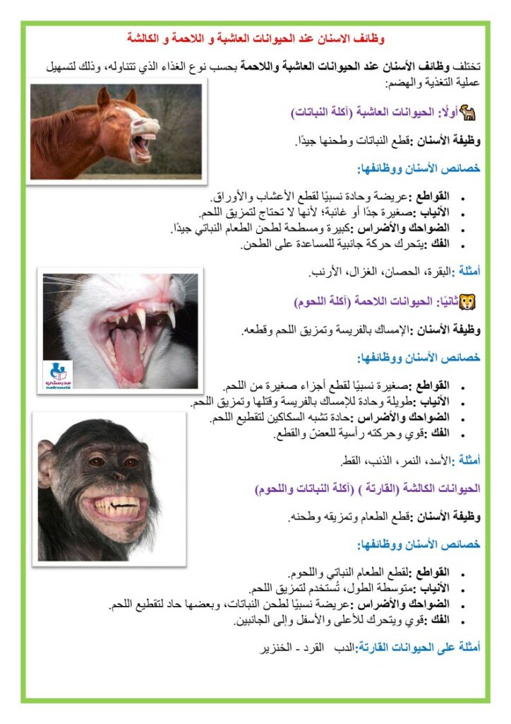 وظائف الاسنان عند الحيوانات العاشبة و اللاحمة و الكالشة